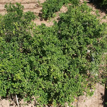 アパート Libeccio E Blu Marino ファヴィニャーナ